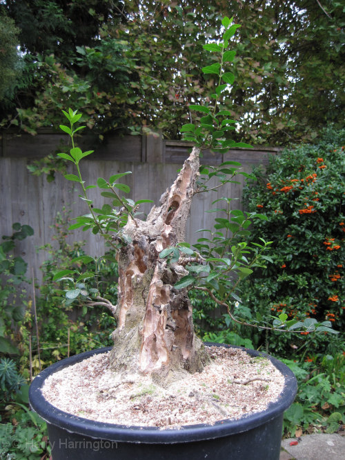 Large Privet Bonsai Progression 